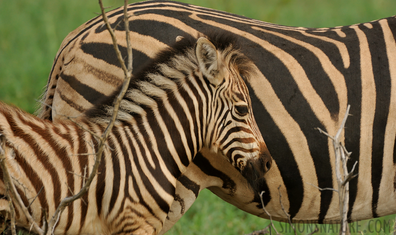 Equus quagga chapmani [550 mm, 1/500 sec at f / 8.0, ISO 1000]